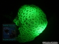 9 Night dives - Favia sp. UV light