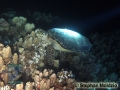 9 Night dives - Hawksbill Turtle