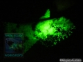 9 Night dives - Lizardfish UV light