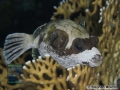 9 Night dives - Masked Puffer