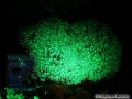9 Night dives - Organpipe Coral UV light