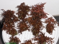 4 Seriatopora hystrix `pink´ DSC09816