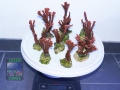 10xMontipora rot 645g DSC08648
