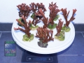10xMontipora rot 737g DSC08652