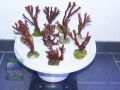 10xMontipora rot 737g DSC08654
