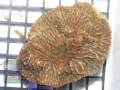 Merulina ampliata, Größe M