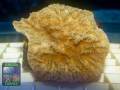 Merulina ampliata, Größe S