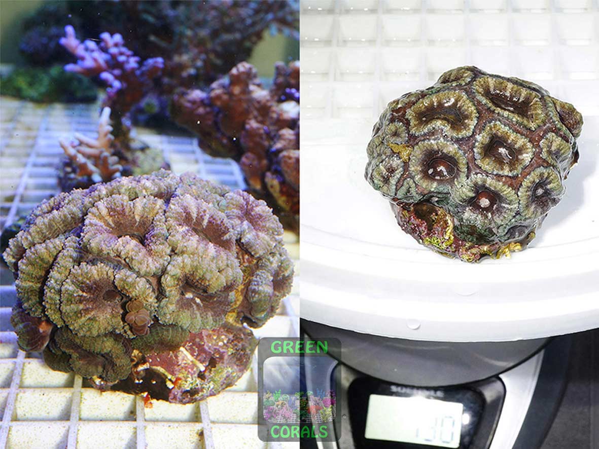 Micromussa lordhowensis grau-grün, Größe L Micromussa lordhowensis grau-grün, Größe L