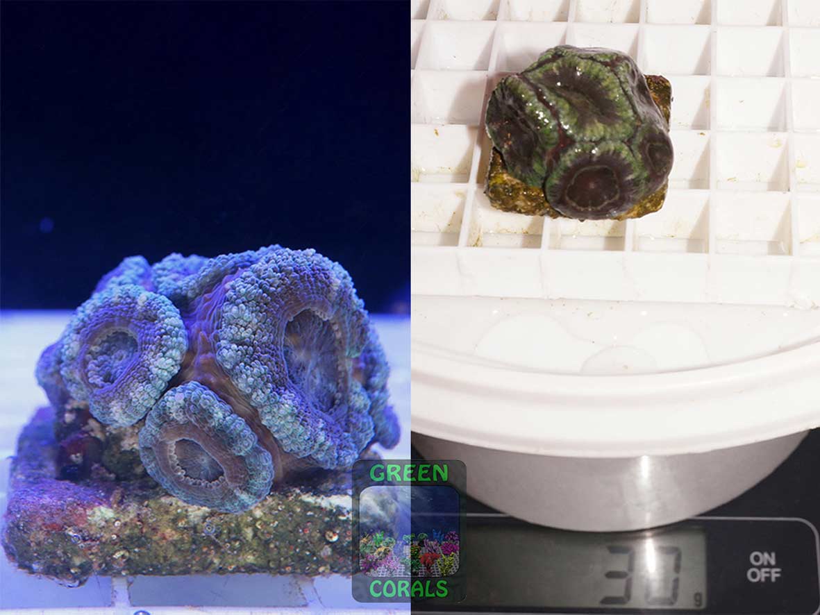 Micromussa lordhowensis grau-grün, Größe S Micromussa lordhowensis grau-grün, Größe S