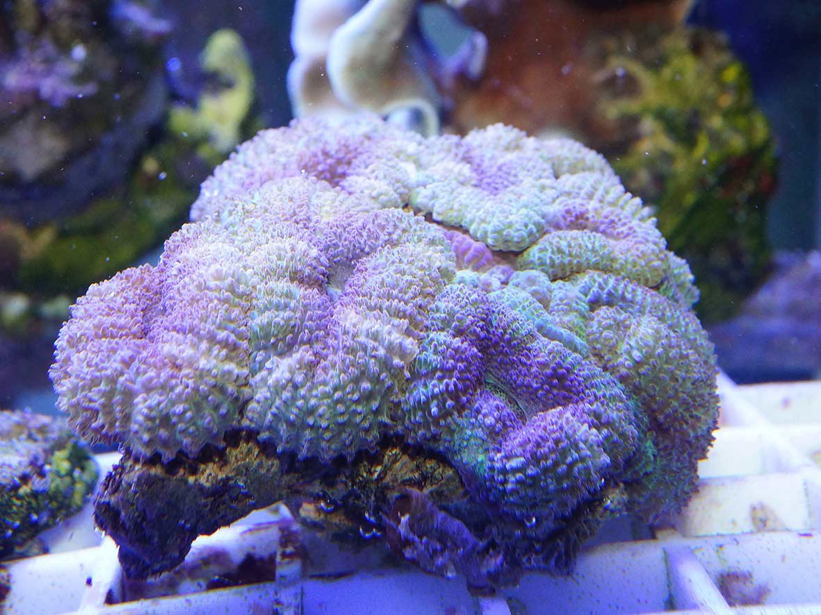 Micromussa lordhowensis grau-grün, Größe M Micromussa lordhowensis grau-grün, Größe M