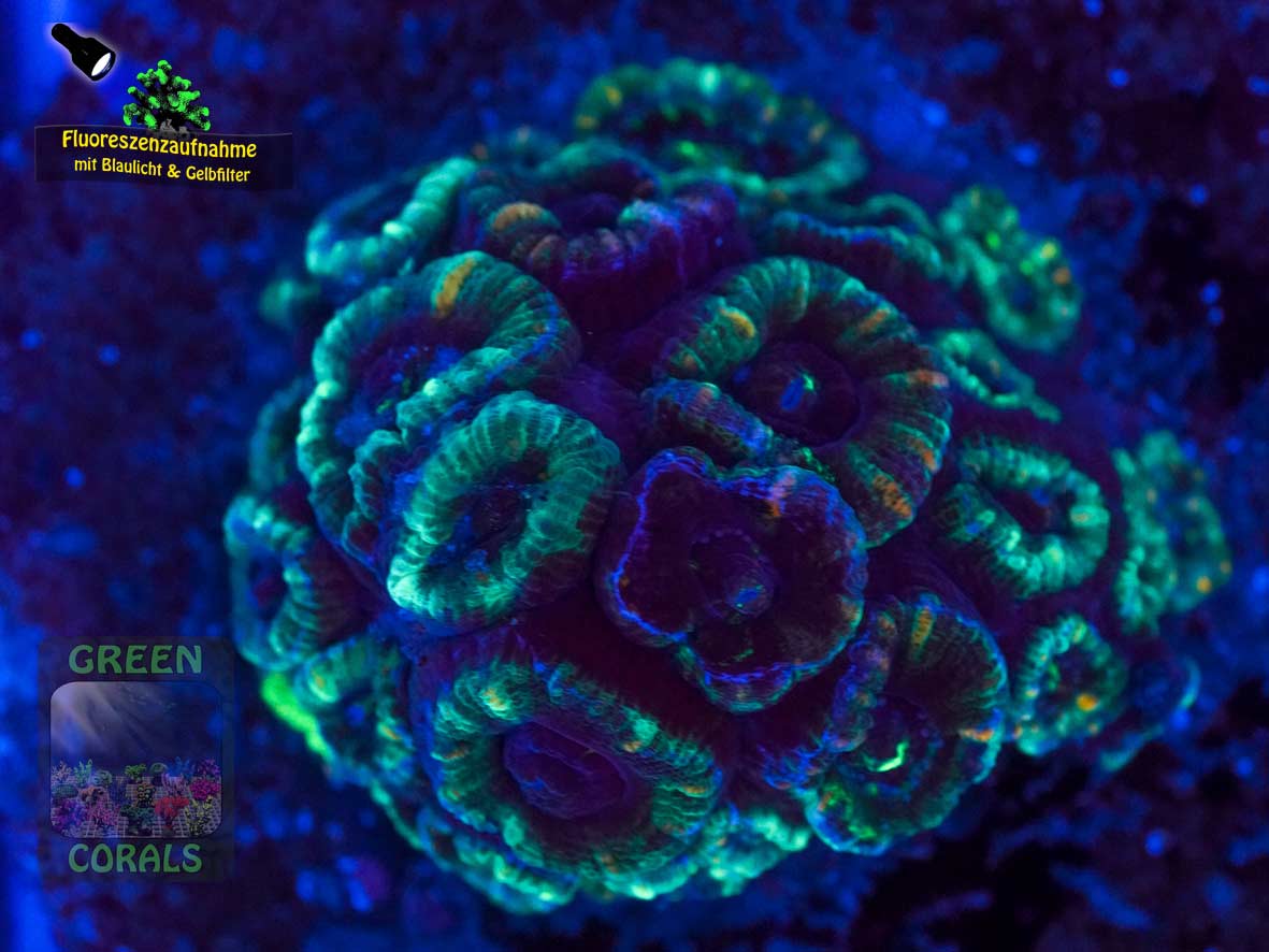 Micromussa lordhowensis grau-grün, Fluoreszenzaufnahme Micromussa lordhowensis grau-grün, Fluoreszenzaufnahme