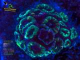 Micromussa lordhowensis grau-grün, Fluoreszenzaufnahme
