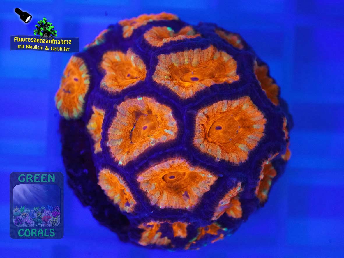Micromussa lordhowensis knall-orange, Fluoreszenzaufnahme Micromussa lordhowensis knall-orange, Fluoreszenzaufnahme
