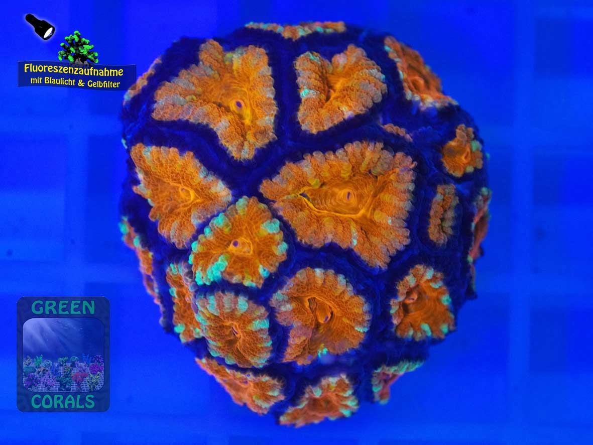 Micromussa lordhowensis knall-orange, Fluoreszenzaufnahme Micromussa lordhowensis knall-orange, Fluoreszenzaufnahme