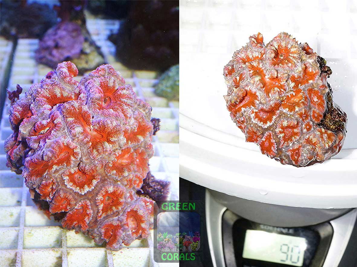 Micromussa lordhowensis knall-orange, Größe L Micromussa lordhowensis knall-orange, Größe L