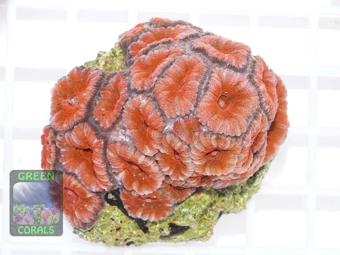 Micromussa lordhowensis knall-orange, Größe M Micromussa lordhowensis knall-orange, Größe M