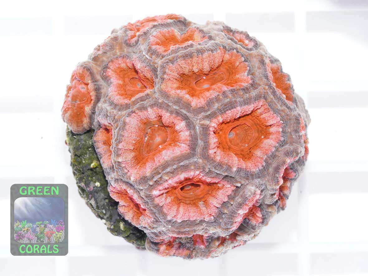 Micromussa lordhowensis knall-orange, Größe M Micromussa lordhowensis knall-orange, Größe M