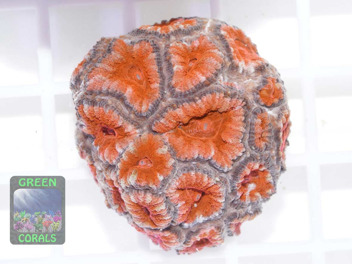 Micromussa lordhowensis knall-orange, Größe M Micromussa lordhowensis knall-orange, Größe M