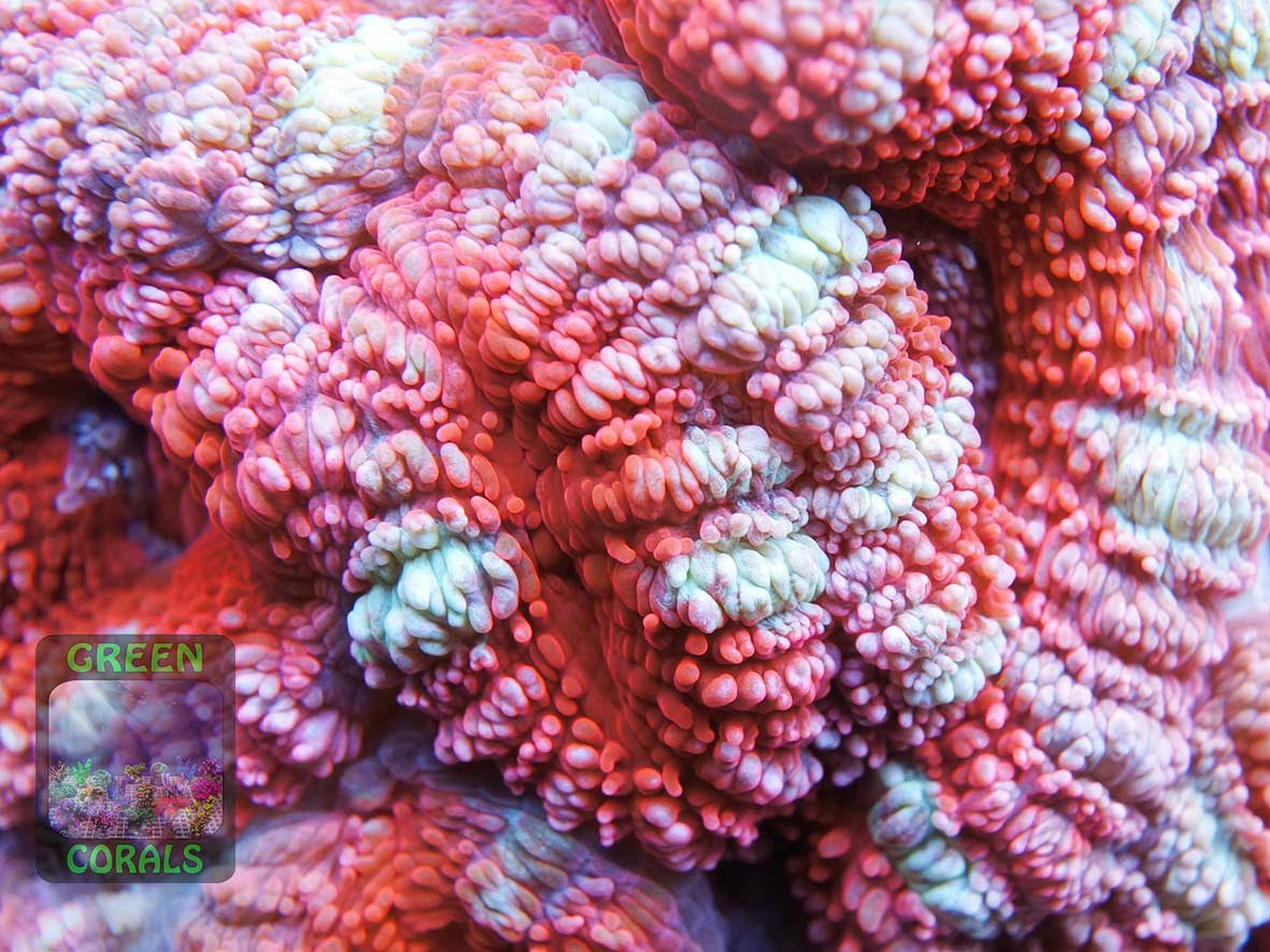 Micromussa lordhowensis knall-orange, Makroaufnahme Micromussa lordhowensis knall-orange, Makroaufnahme