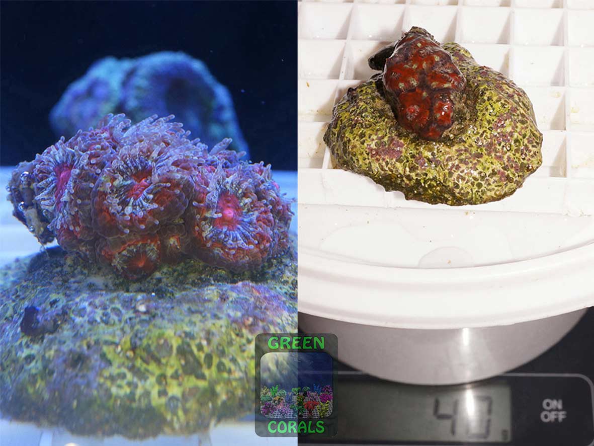 Micromussa lordhowensis knall-orange, Größe S Micromussa lordhowensis knall-orange, Größe S