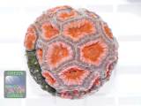 Micromussa lordhowensis knall-orange, Größe M