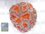 Micromussa lordhowensis knall-orange, Größe M