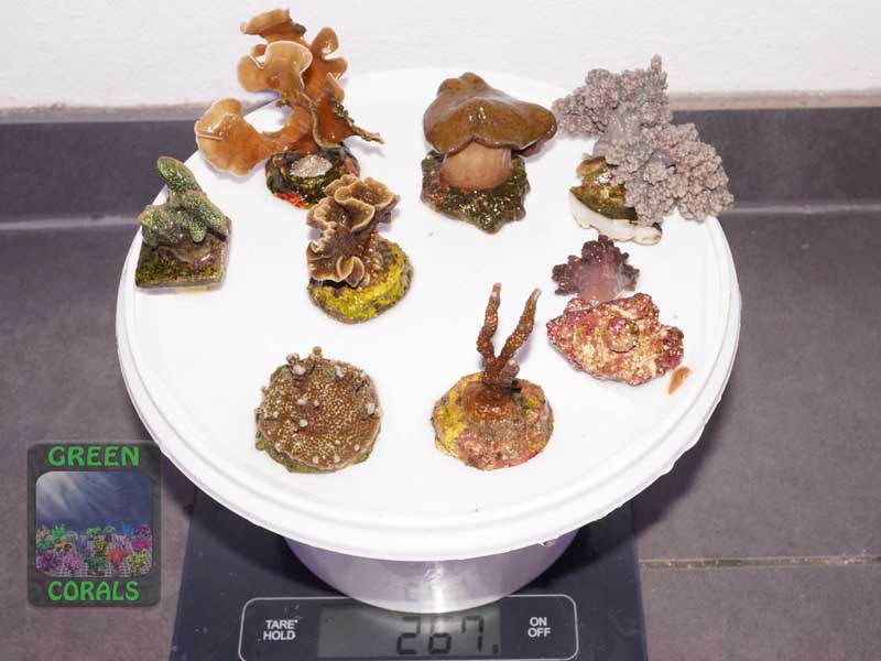 Pavona-Montipora-softcoral_mixed-DSC07518