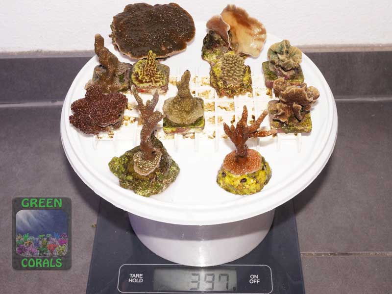 Pavona-Montipora_mixed-DSC07526