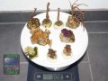 Gorgonians-LPS_mixed-DSC02940