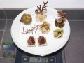 Pavona-gorgonians-softcoral_mixedDSC02362