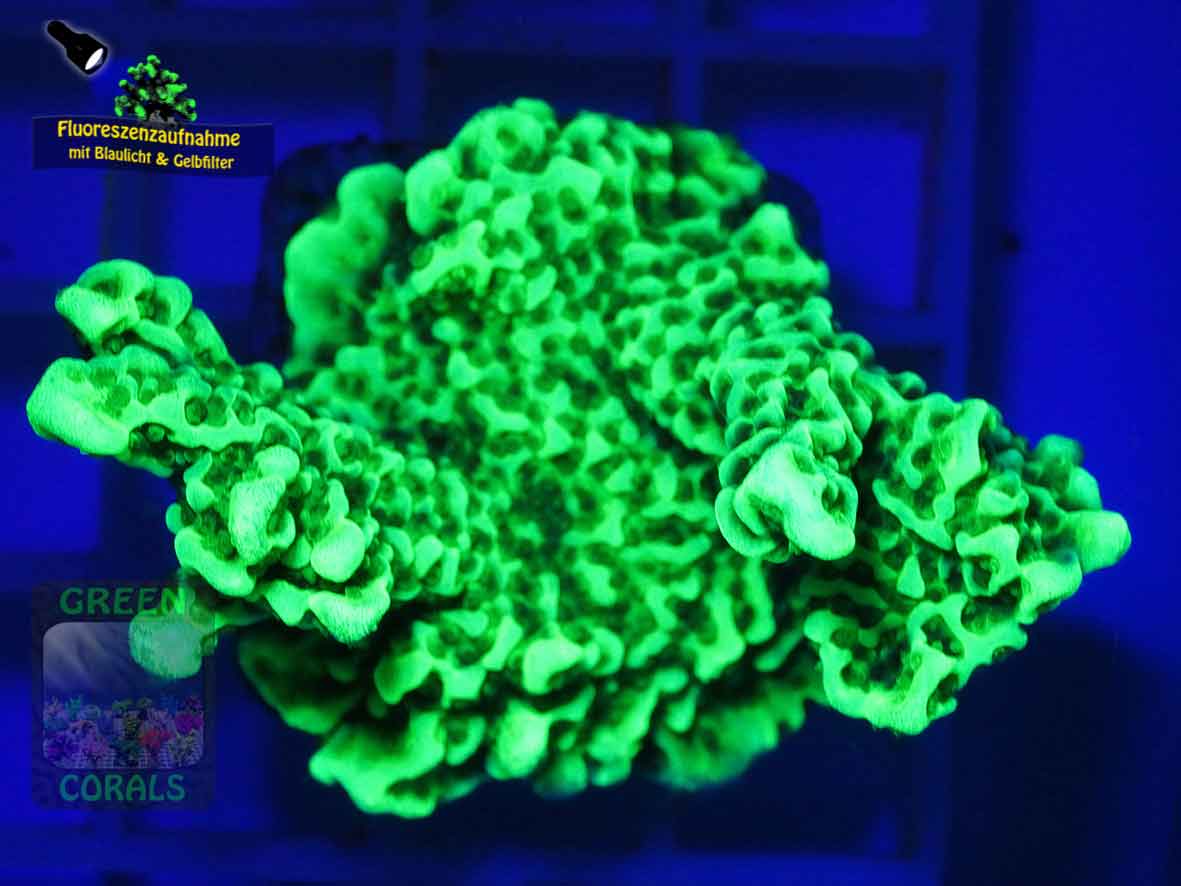 Montipora-confusa-DSC06108-yellowfilter_badge-WZ