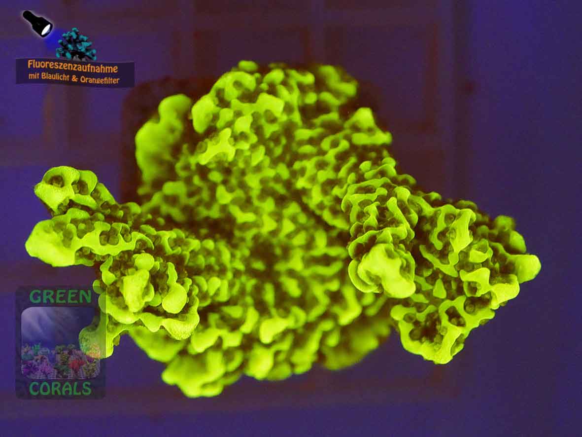Montipora-confusa-DSC06133-orangefilter_badge-WZ