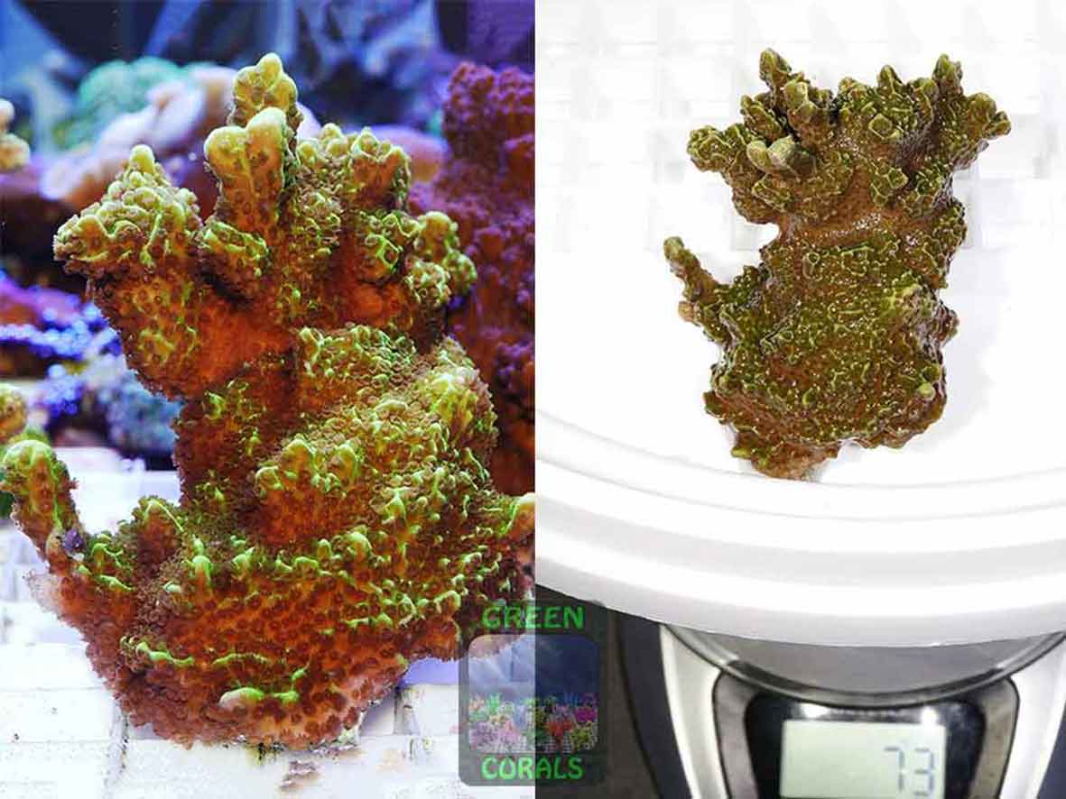 Montipora-confusa-neongreen‘_L_DSC06862_2er