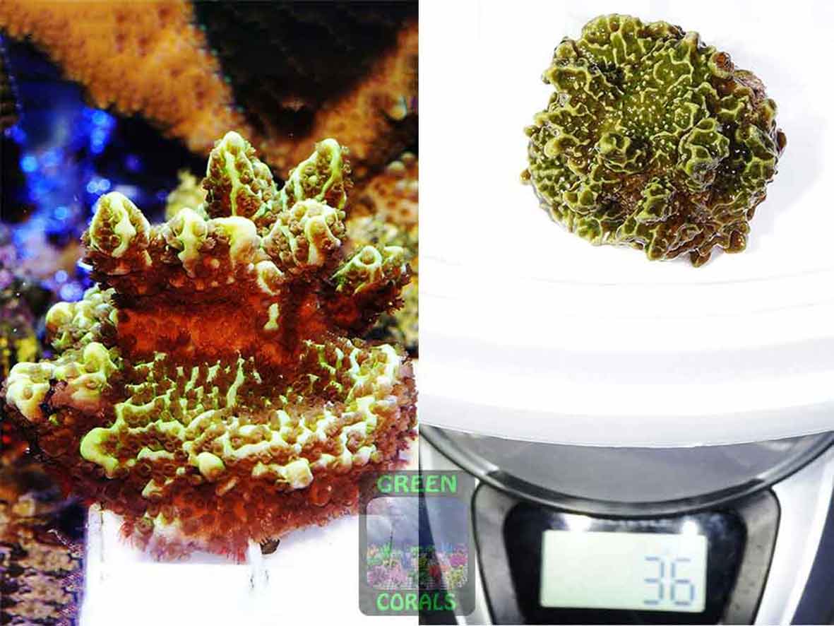 Montipora-confusa-neongreen‘_M_DSC06864_2er