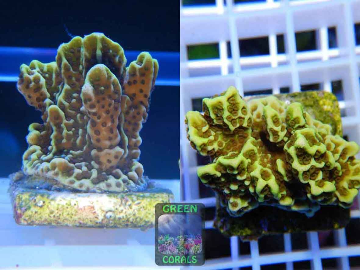 Montipora-confusa-neongreen‘_S_WYSIWYG