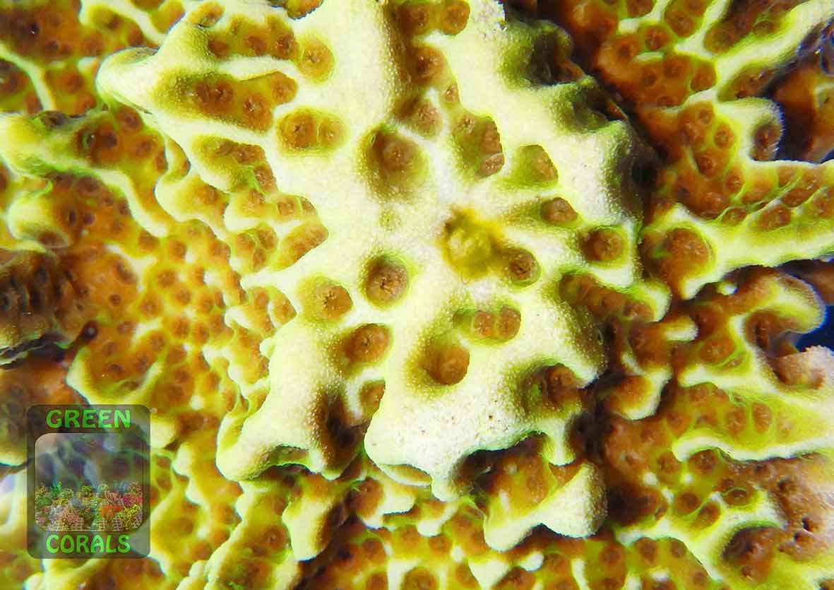 Montipora-confusa-neongreen‘_makro_DSCN7897