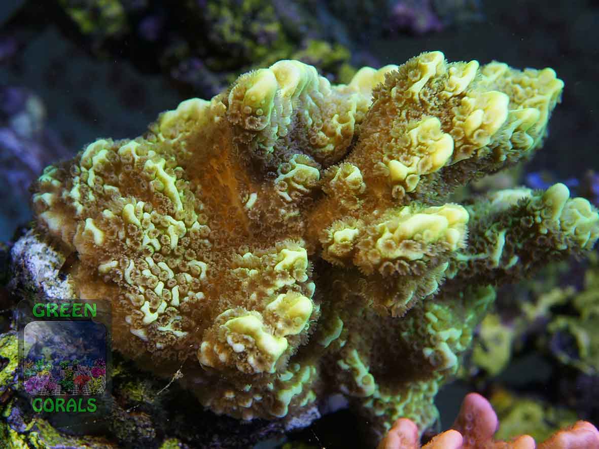 Montipora-confusa-neongreen‘_mother_DSC06845