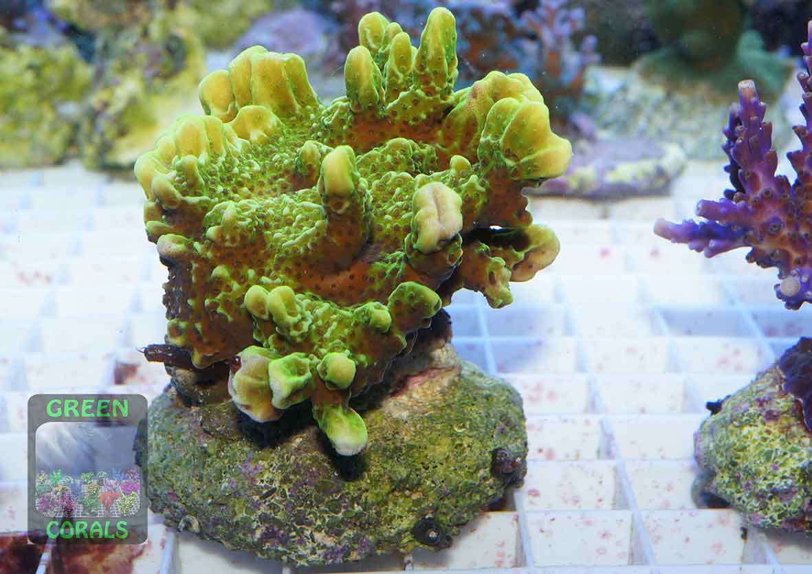 SHOP_Montipora-confusa-neongreen‘_L_DSC07026