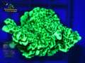 Montipora-confusa-DSC06108-yellowfilter_badge-WZ