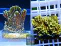 Montipora-confusa-neongreen‘_S_WYSIWYG
