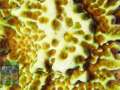 Montipora-confusa-neongreen‘_makro_DSCN7897