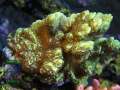 Montipora-confusa-neongreen‘_mother_DSC06845