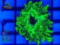 Montipora-confusa-neongruen´-DSC04699-b-WZ-YF
