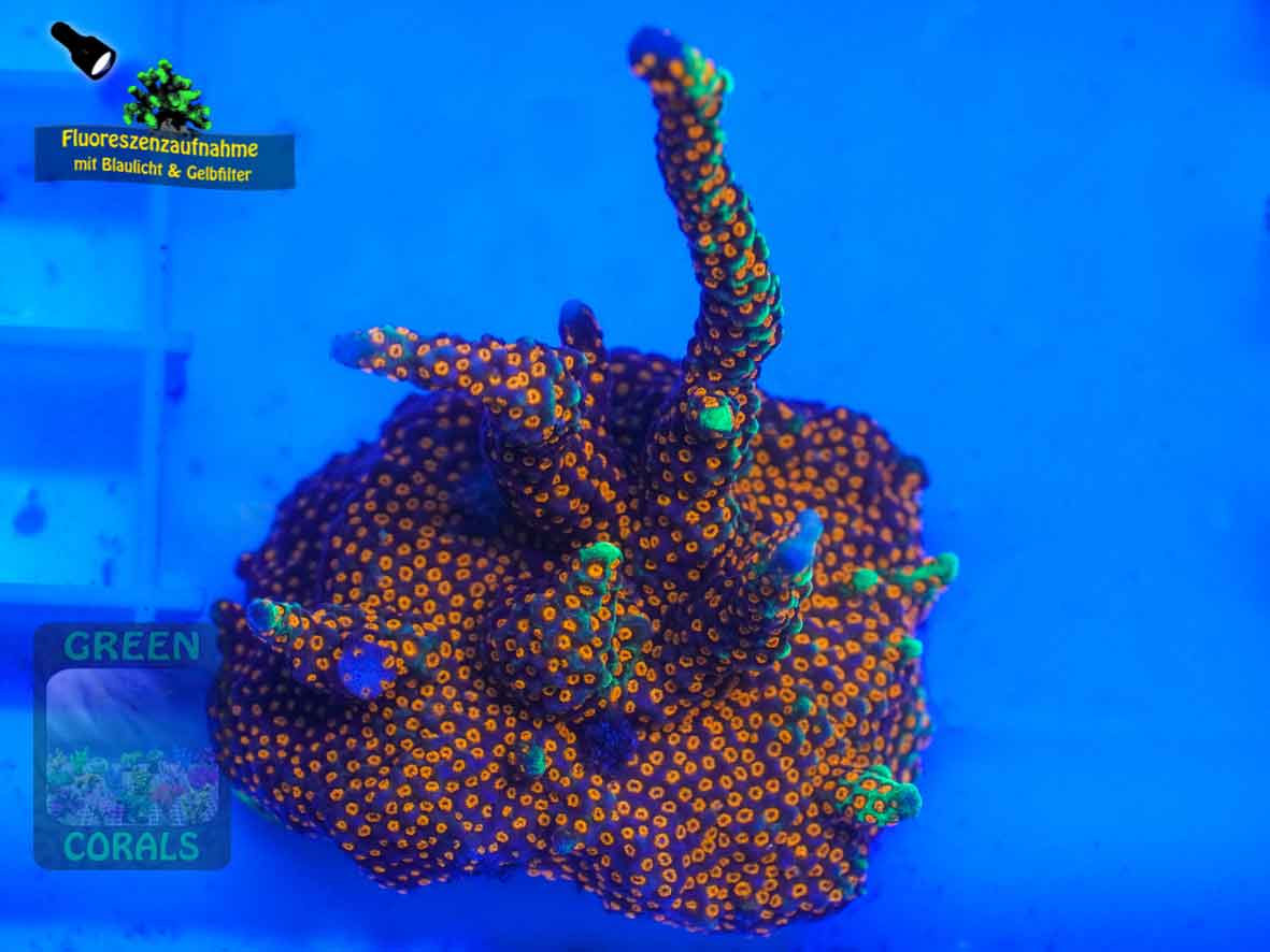 Montipora-samarensis-DSC07295-b-k-WZ_yellow_badge