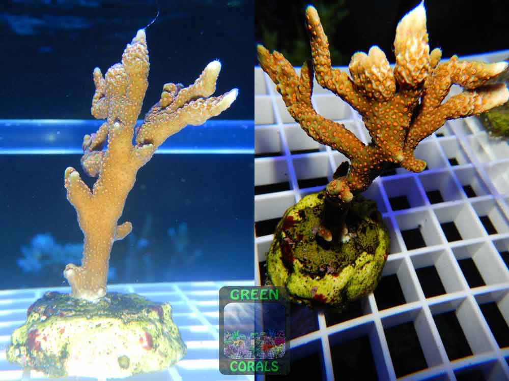 Montipora_sp.15-samarensis_WYSIWYG-WZ