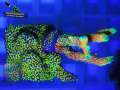 Kombi-Ableger-Montipora-samarensis-vs-rainbow´-DSC06113-yellowfilter_badge-WZ