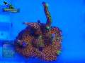 Montipora-samarensis-DSC07295-b-k-WZ_yellow_badge