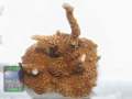 Montipora-samarensis-DSC07403-b-k-WZ