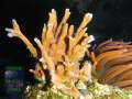 Montipora-samarensis-DSCN6458-b-k