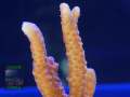 Montipora-samarensis-sp.16-_makro-DSC07485